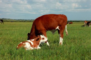 幼齡動物的營養結構很重要